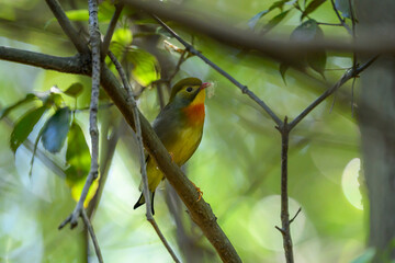 Fototapeta premium ソウシチョウ