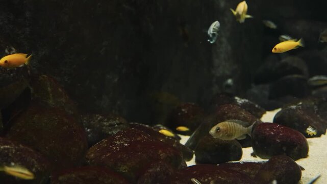 Footage of small, dark colored fish, possibly Mosquitofish, swimming gracefully in a natural looking freshwater environment.