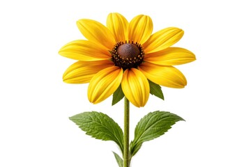 Fototapeta premium Yellow garden flower prominently displayed on white studio background