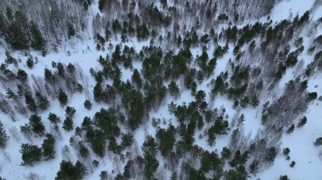 Top-down aerial footage of winter taiga with evergreen pines and leafless birch trees scattered across fresh snow in the Ural Mountains, Russia, cold wilderness scenery