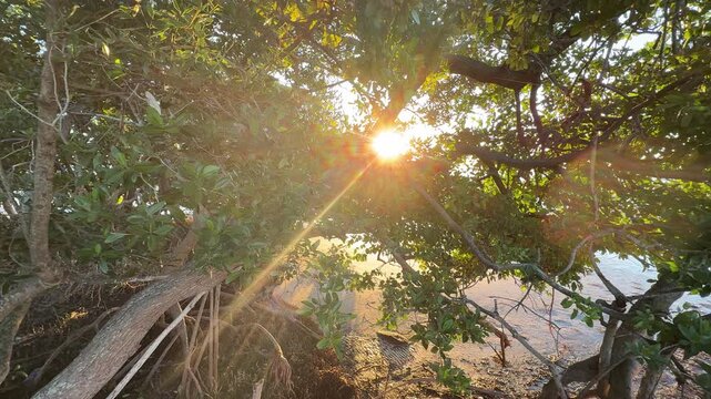 sun rays through the mangrove trees