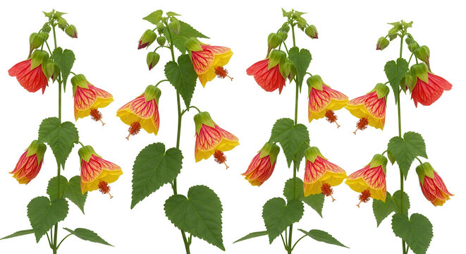 Set of Abutilon megapotamicum (trailing abutilon or Brazilian bell flower) blossoming frontal isolated png on a transparent background perfectly cutout