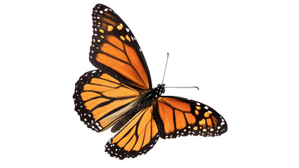 Fototapeta premium Beautiful orange and black monarch butterfly with wings spread for nature wildlife and ecology concepts isolated on transparent background cut out