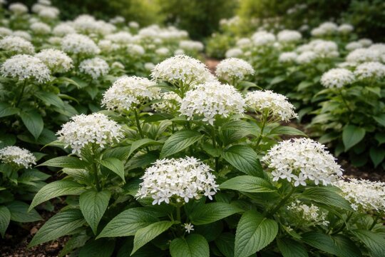 White pentas plants showcasing full blooms in a cultivated garden