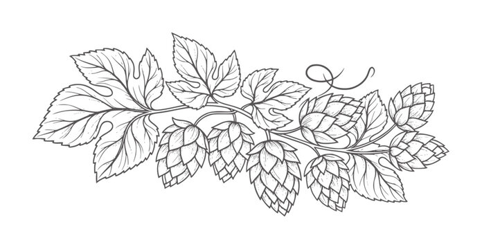 Black and white line of hop cones and leaves a vine botanical