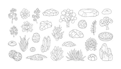 Obraz premium Collection of hand drawn botanical and geological plant flower leaf branch stone