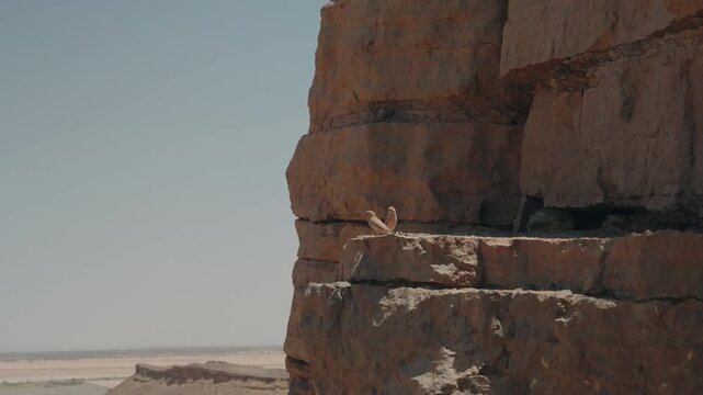 Small pale desert wheatear bird resting on eroded sandstone rock ledge of Gara Medouar cliff near Rissani