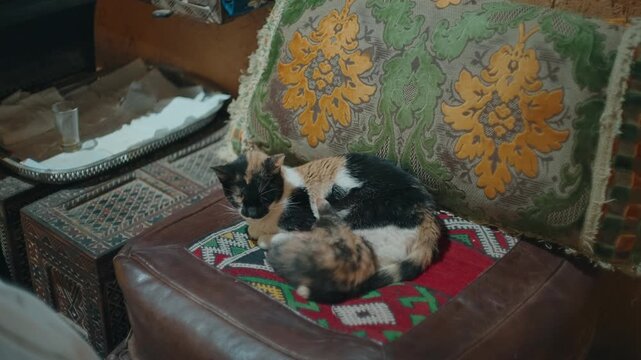 Two cats curled together on leather armchair with berber rug and embroidered cushions indoors