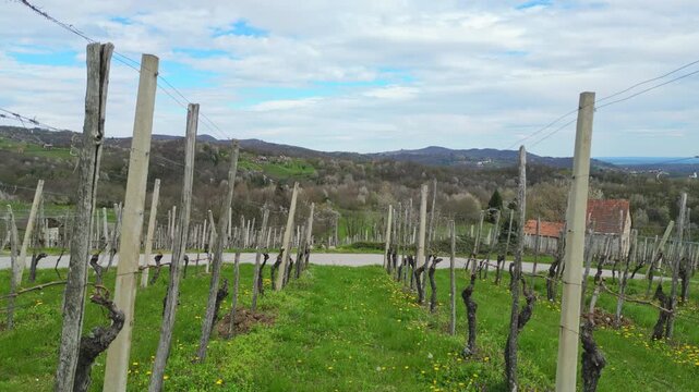 Personal perspective drone moving forward through rows of grapevines in a rural vineyard during early spring, showing pruned vines, green grass, and a scenic landscape with hills in the background