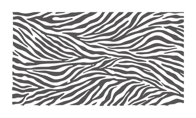 Dark grey zebra stripes pattern white animal print © Mohammad