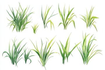 Fototapeta premium Different types of green grass drawn in a simple style on a white background showing various shapes and sizes of grass