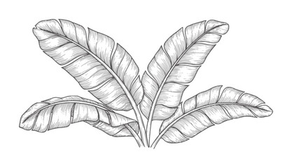 Engraved banana leaves in dark grey white plant foliage botanical © Mohammad