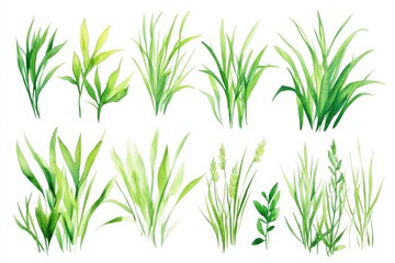 Fototapeta premium Different types of green grass and plant leaves arranged in a simple style on a white background