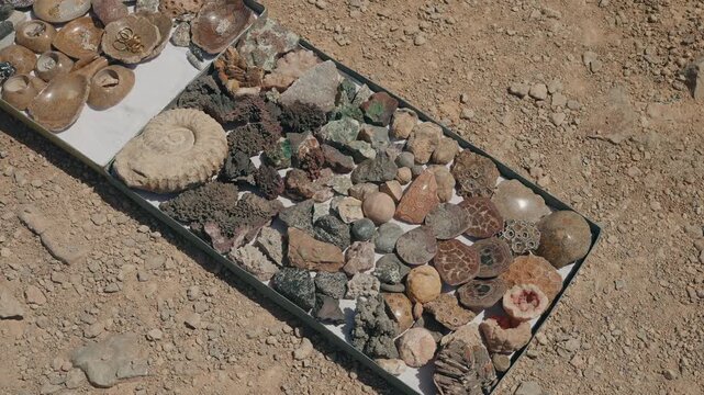 Collection of ammonite fossils minerals and polished stones displayed on tray for sale on desert ground near Erfoud