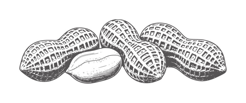 Four peanuts one shelled in a row with textured shells unshelled food