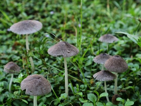Pleated parasol mushrooms (Parasola plicatilis) growing in the green grass, low-angle shot with a soft natural background