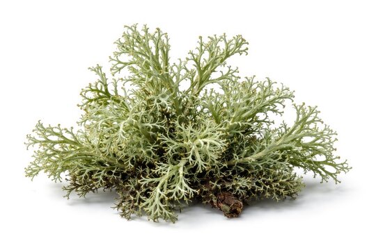 Oakmoss plant Evernia prunastri isolated with clipping path against clean white background
