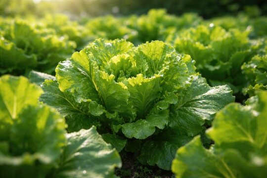Tender green lettuce leaves developing on flourishing salad plants