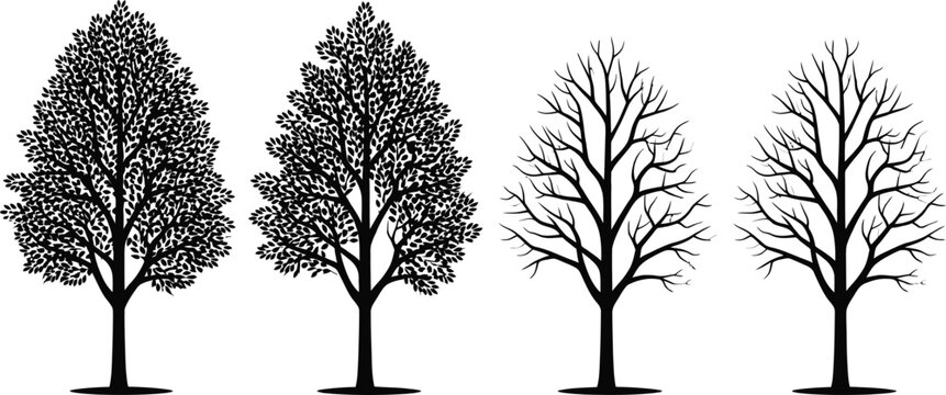 Four trees showing seasonal changes illustration Vector