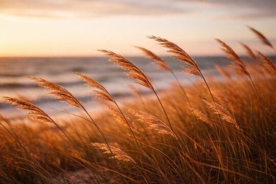 Tranquil slender grasses bending lightly in ocean breeze at golden hour autumn