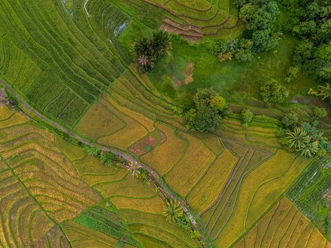 The natural beauty of the Indonesian mountains with beautiful tropical forests at sunrise