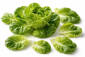 Fototapeta premium Freshly picked butter lettuce leaves displayed separately on white background