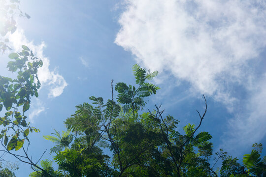 The natural beauty of the Indonesian mountains with beautiful tropical forests at sunrise