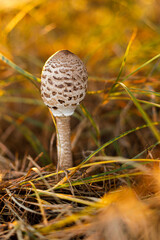 Obraz premium Mushroom procera macrolepiota in autumn forest close up in warm sunset light. Edible fungi. Parasol mushroom
