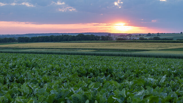 Agricultural field at sunset in rural landscape, Bad Friedrichshall Germany