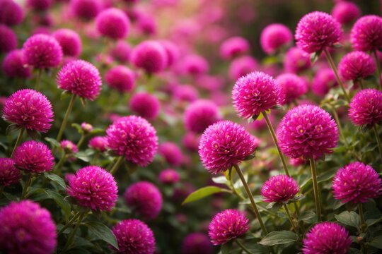 Sharp floral background featuring gomphrena flowers at peak bloom