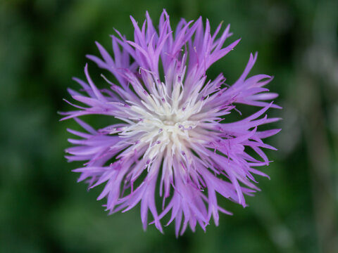 Detailed purple knapweed flower head in natural summer light