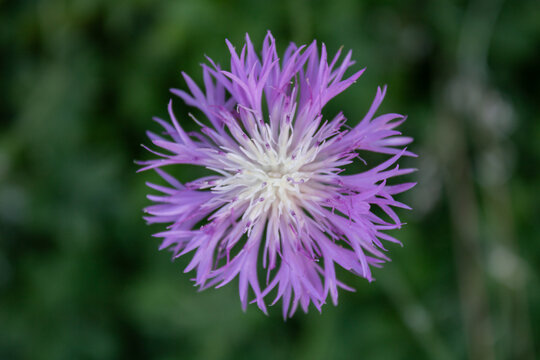 Purple knapweed blossom isolated against green background