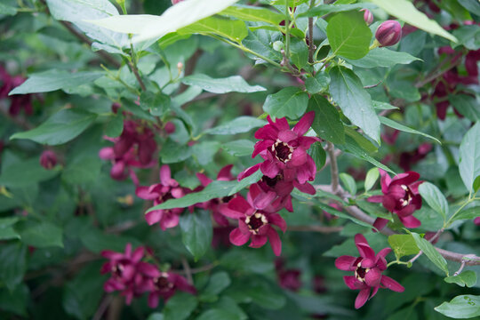 Sweetshrub flowering at the Cornell Botanica Gardens during June