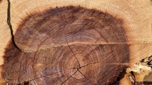 Professional close-up of a cut tree trunk showing wood grain texture and growth rings