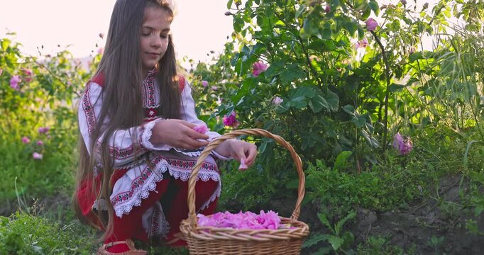 Beautiful girl bulgarian woman in ethnic folklore dress picking perfumery oil-bearing rose (Rosa Damascena) in a valley of Kazanlak, Bulgaria video