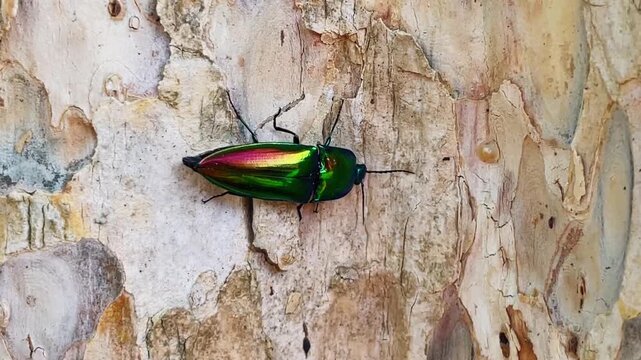 A close-up of a vibrant click beetle (Campsosternus auratus) crawling along a textured tree trunk. The insect's metallic green color contrasts with the natural wood surface.