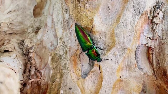 Macro video of a tropical click beetle (Campsosternus auratus), with a bright green-gold metallic coloration, slowly moving along a light-colored tree trunk in its natural environment.
