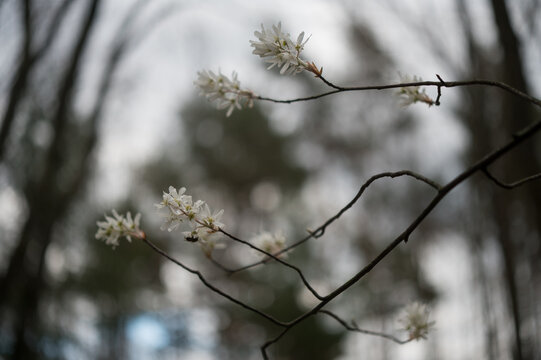 Serviceberry branches flowering in the gloomy woods