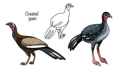 Obraz premium Crested guan