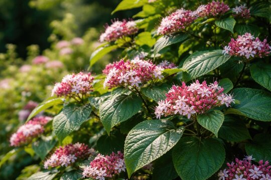 Harlequin Glorybower shrub with textured leaves and summer flowers