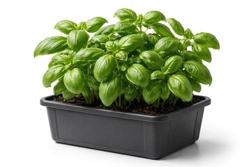 Naklejka premium Lush basil greenery growing in a plastic planter on a simple white background