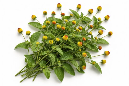 Studio shot of Acmella oleracea flowering branches displayed on a white background
