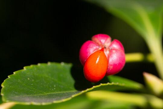 Close-up of orange fruits on the Japanese spindle tree (Eunymus japonicus). In autumn, the fruits (caps) split into four parts, releasing orange seeds.