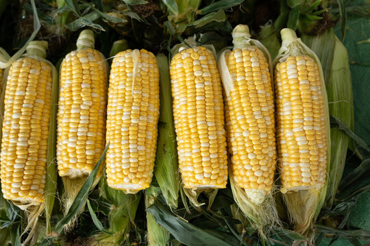closeup sweet corn cobs sales in market