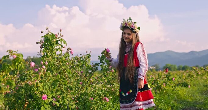 Bulgarian girl in traditional ethnic folklore costume pick aromatic oil bearing roses damascena in blooming field, Kazanlak, Bulgaria