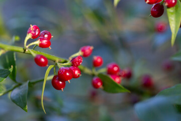 Fototapeta premium Sarcococca ruscifolia branch close up with red berries