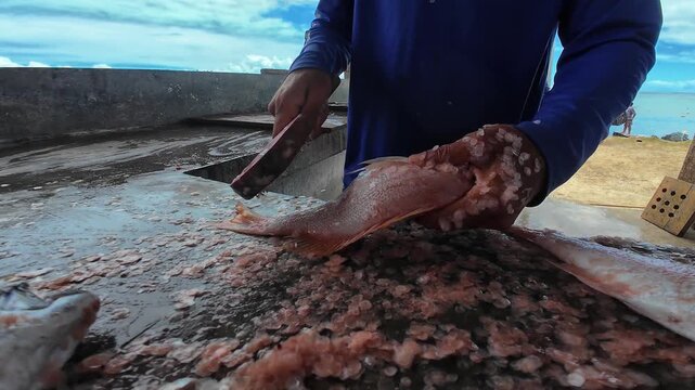 Specialized scaler is being used to lift the scales without damaging the meat underneath red snapper fish. preparation is common in traditional markets to ensure the freshness of the day's catch.