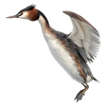 Great crested grebe bird with wings spread on a isolated as PNG