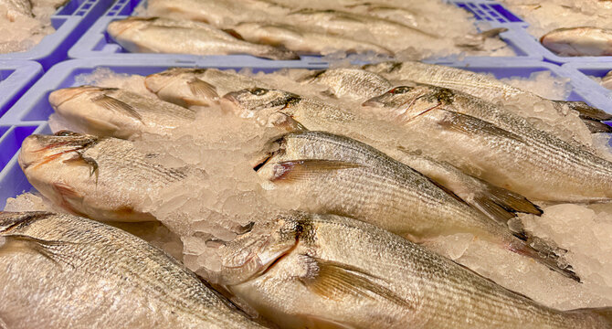 Fresh gilthead seabream Sparus aurata on ice in seafood market display, raw whole fish with crushed ice, Mediterranean cuisine, commercial fishing and fresh seafood.