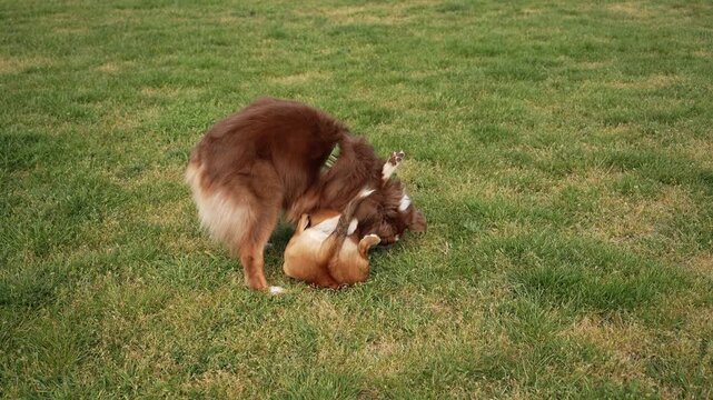 Australian Shepherd dog playing on green grass with a small mixed breed puppy in a playful outdoor moment. Pet friendship, animal behavior, companionship, training, and domestic lifestyle concept